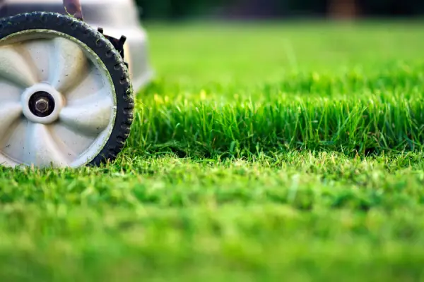Grass Cutting