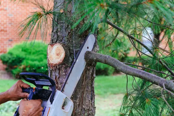 Tree Trimming Service